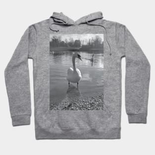 Swan photo black and white Hoodie